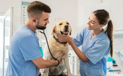 Marketing para Clínica Veterinária